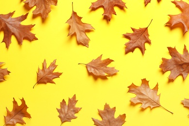 Flat lay composition with autumn leaves on color background