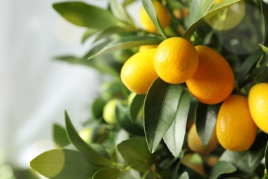 Photo of Kumquat tree with ripening fruits outdoors, closeup. Space for text