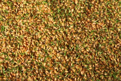 Sprouted wheat grass seeds as background, top view