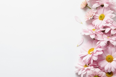 Beautiful chamomile flowers on white background, flat lay with space for text