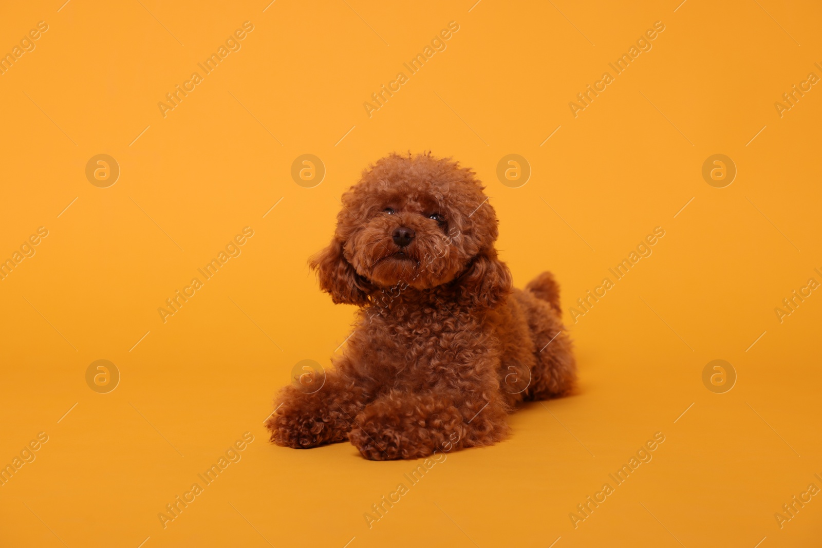 Photo of Cute Maltipoo dog on orange background. Lovely pet