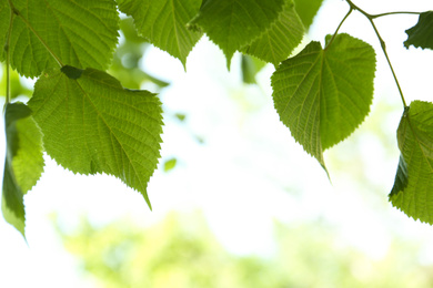 Photo of Closeup view of linden tree with fresh young green leaves outdoors on spring day