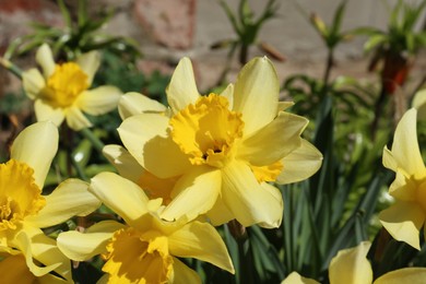 Beautiful yellow daffodils growing outdoors on spring day