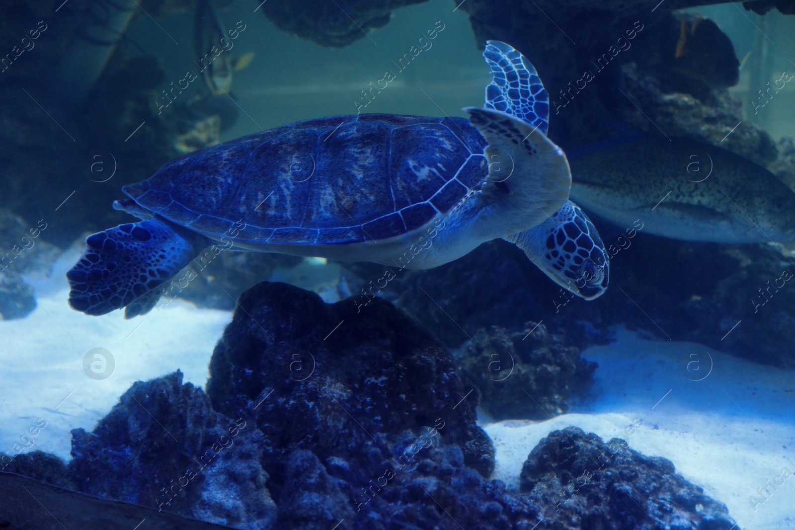 Photo of Beautiful turtle swimming in clear aquarium water