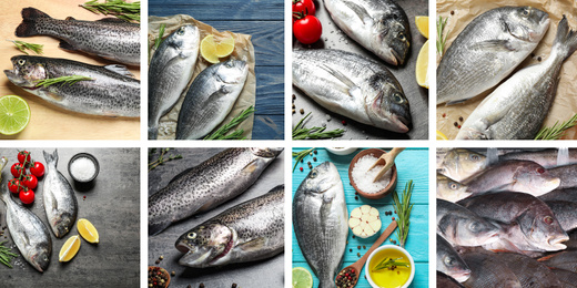 Image of Collage with different delicious fresh raw fishes
