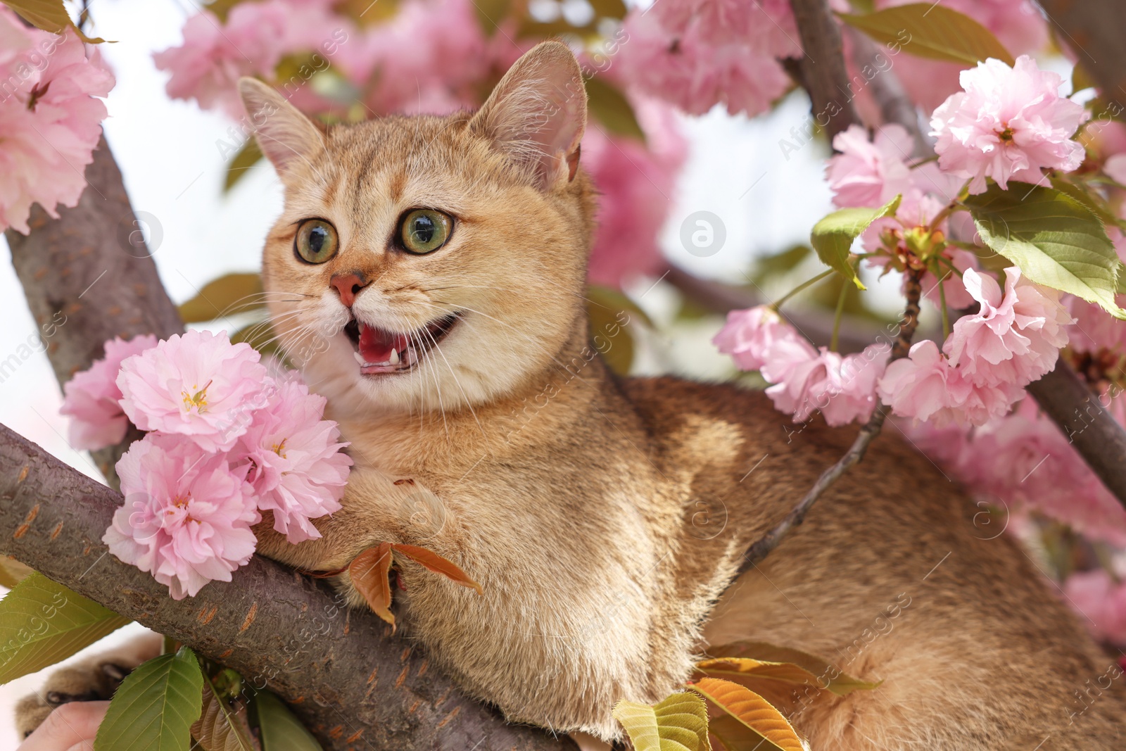 Photo of Cute cat on spring tree branch with beautiful blossoms outdoors