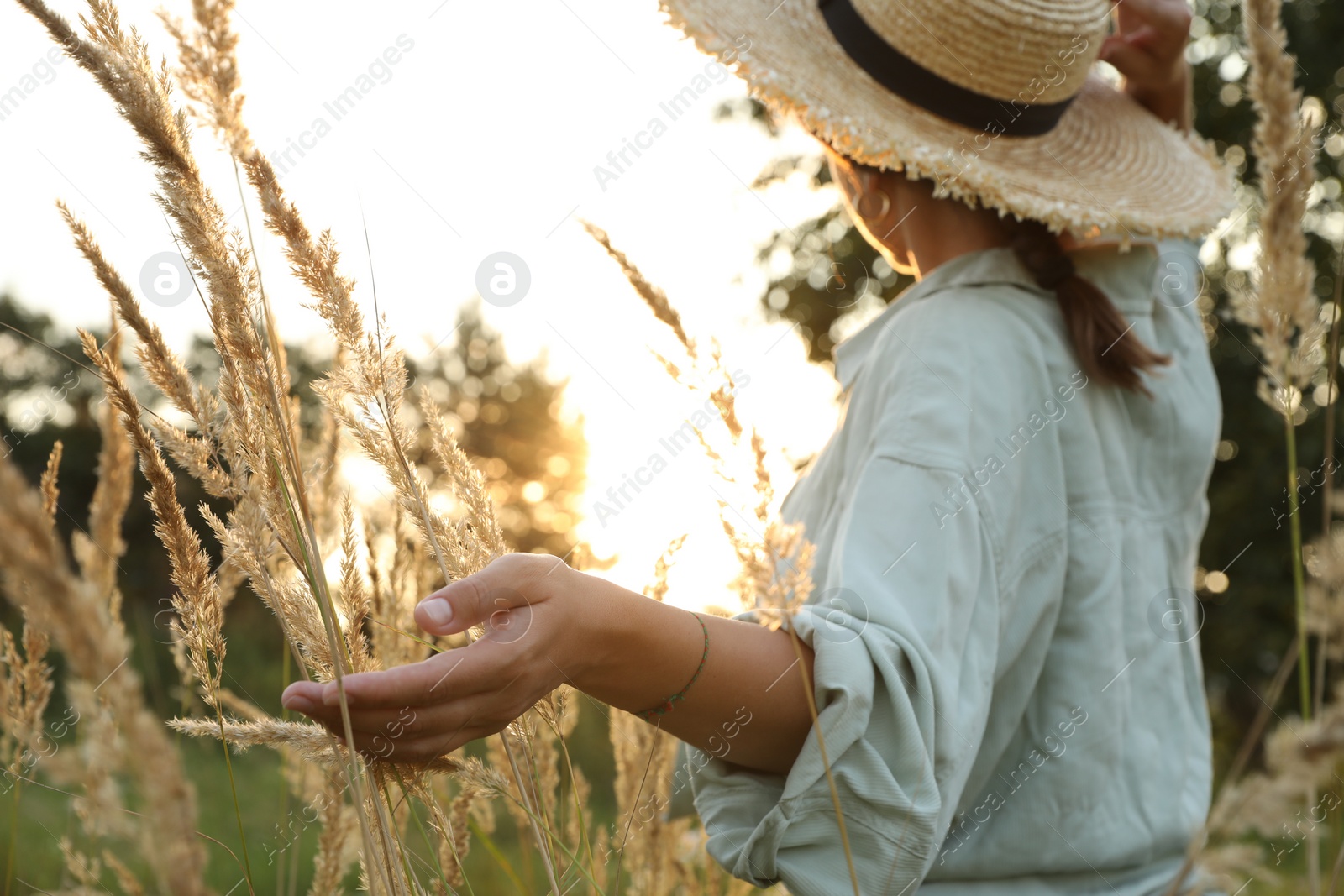 Photo of Woman walking through meadow and touching reed grass at sunset, selective focus