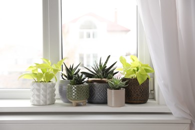 Beautiful potted houseplants on window sill indoors