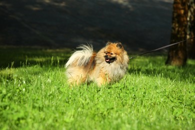 Cute Pomeranian Spitz with leash on green grass outdoors. Dog walking