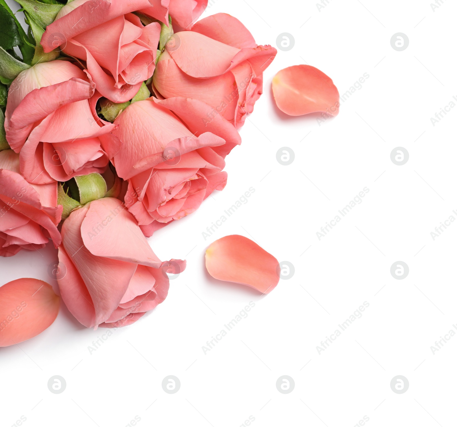 Photo of Bouquet of beautiful roses on white background