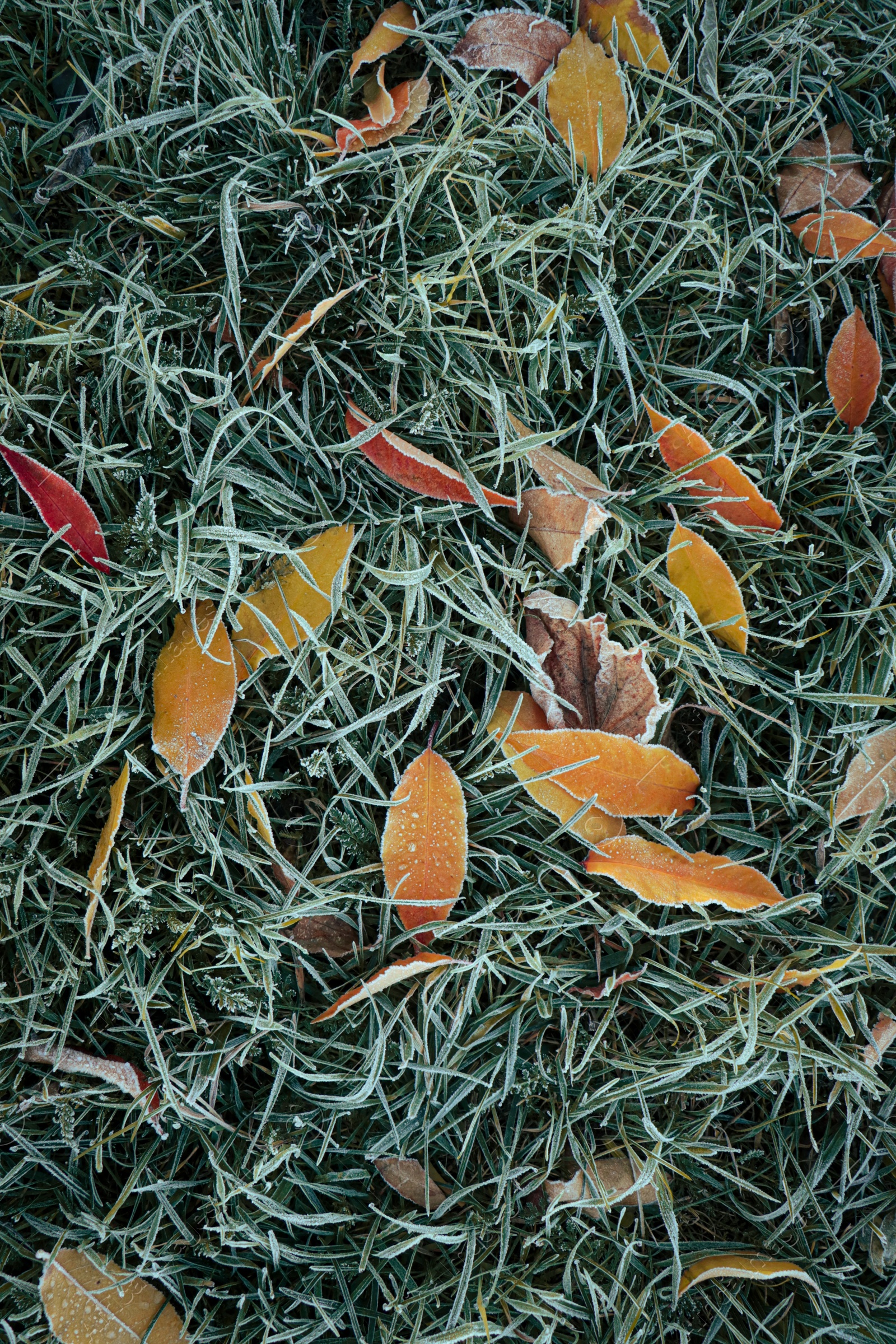Photo of Beautiful yellowed leaves on grass covered with frost outdoors, top view. Autumn season