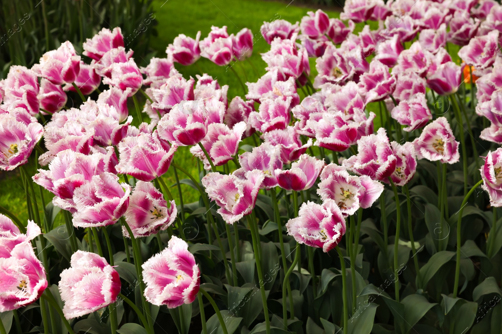 Photo of Many beautiful tulip flowers growing outdoors. Spring season