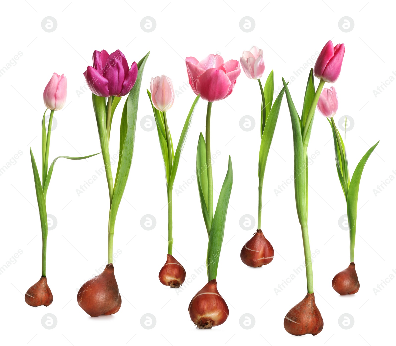 Image of Set of tulips with bulbs on white background