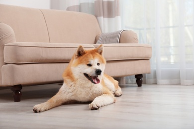 Adorable Akita Inu dog on floor in living room