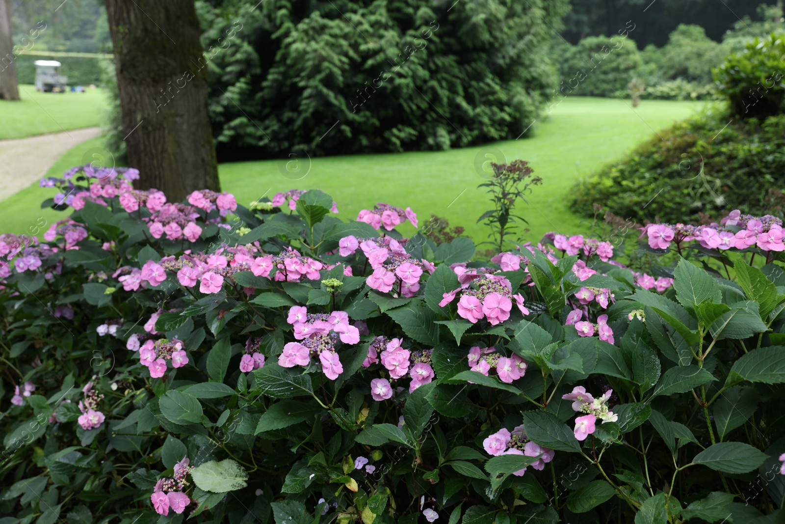 Photo of Beautiful blooming hydrangeas in garden. Landscape design