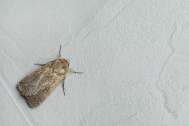 Photo of Paradrina clavipalpis moth on light grey textured background, top view. Space for text
