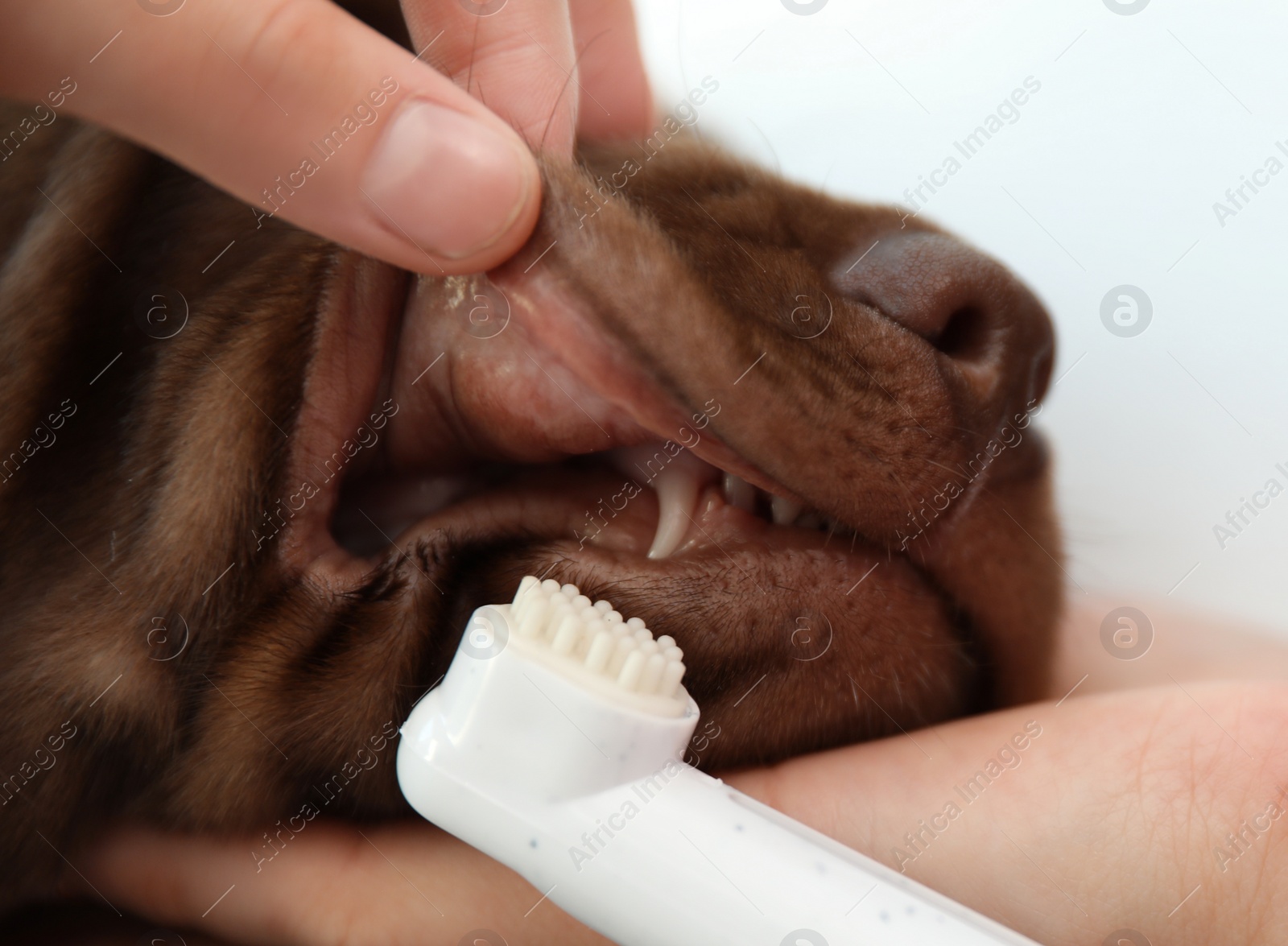 Photo of Woman brushing dog's teeth indoors, closeup. Pet care