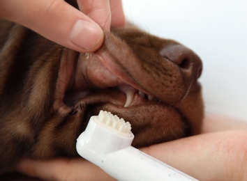 Photo of Woman brushing dog's teeth indoors, closeup. Pet care