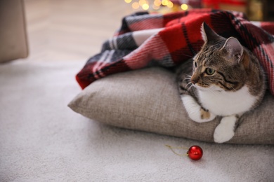 Cute cat covered with plaid and Christmas ball in room, space for text