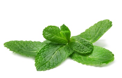 Wet twig of fresh mint isolated on white