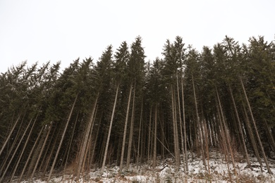 Beautiful view of conifer forest on winter day