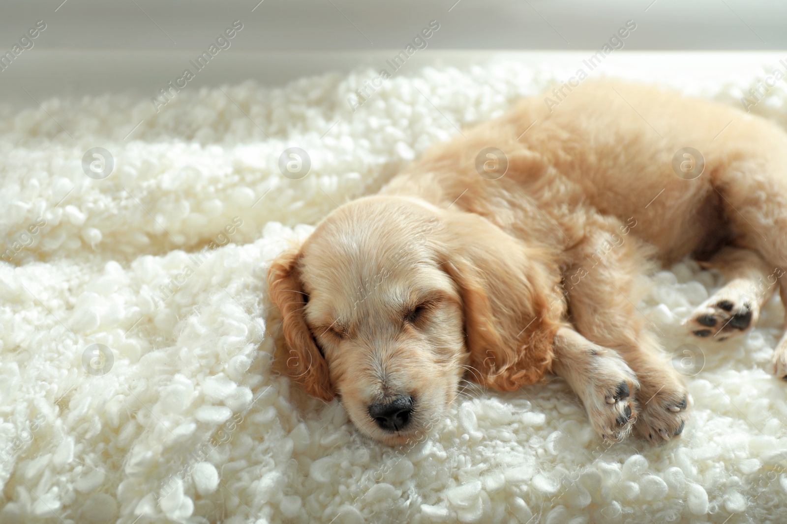 Photo of Cute English Cocker Spaniel puppy sleeping on plaid near window indoors