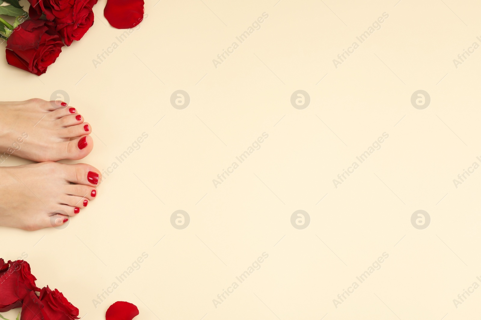 Photo of Woman with stylish red toenails after pedicure procedure and rose flowers on beige background, top view. Space for text