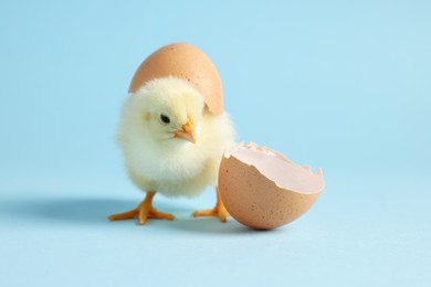 Photo of Cute chick and pieces of eggshell on light blue background, closeup. Baby animal