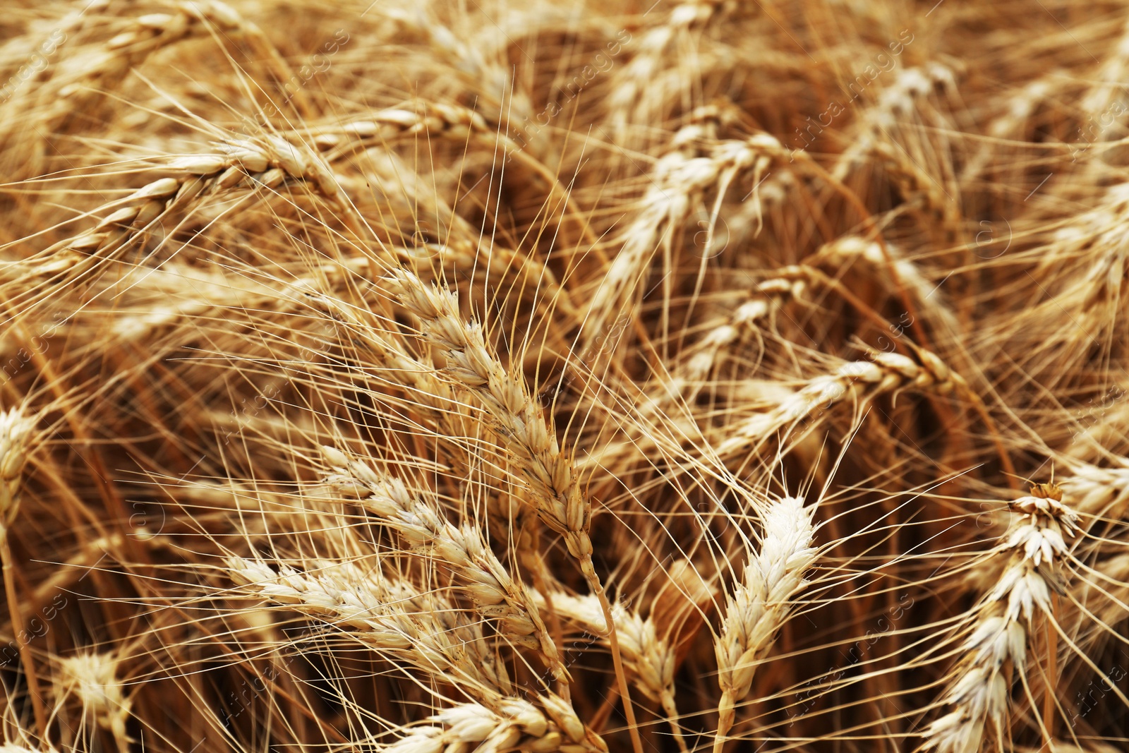 Photo of Ripe wheat spikes in agricultural field, closeup