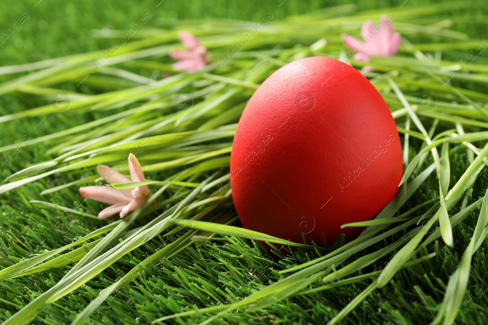 Photo of Red dyed Easter egg on green grass. Space for text