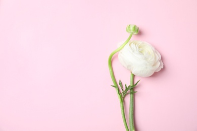 Photo of Beautiful ranunculus flower on color background, top view. Space for text