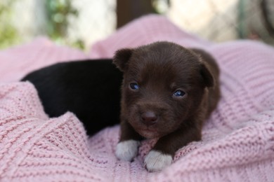 Cute puppies on pink knitted blanket, closeup