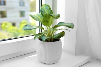 Photo of Exotic houseplant with beautiful leaves on window sill at home