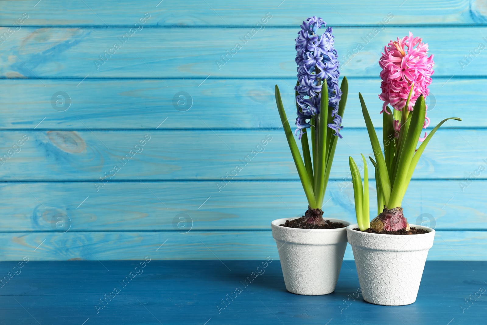 Photo of Different beautiful potted hyacinth flowers on blue wooden table. Space for text