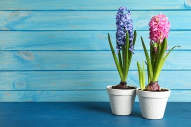 Different beautiful potted hyacinth flowers on blue wooden table. Space for text