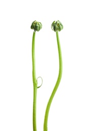 Photo of Buds of ranunculus flowers on white background