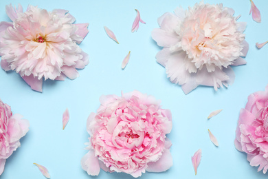 Photo of Beautiful fresh peonies on light blue background, flat lay