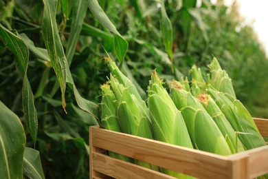 Photo of Wooden crate with fresh ripe corn on field