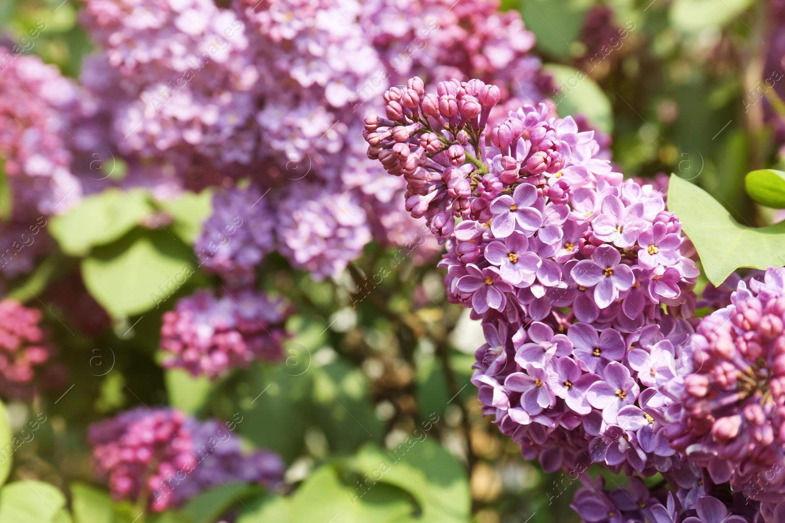 Photo of Blossoming lilac on sunny spring day