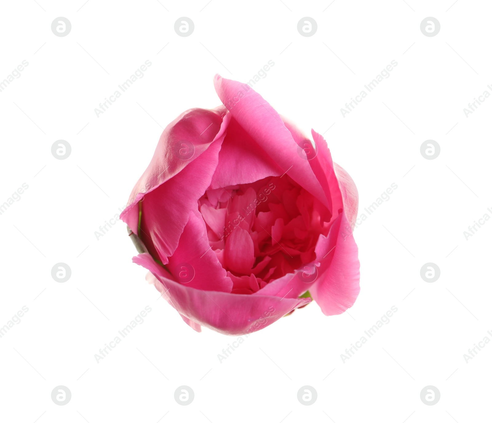 Photo of Beautiful fresh peony flower on white background, top view