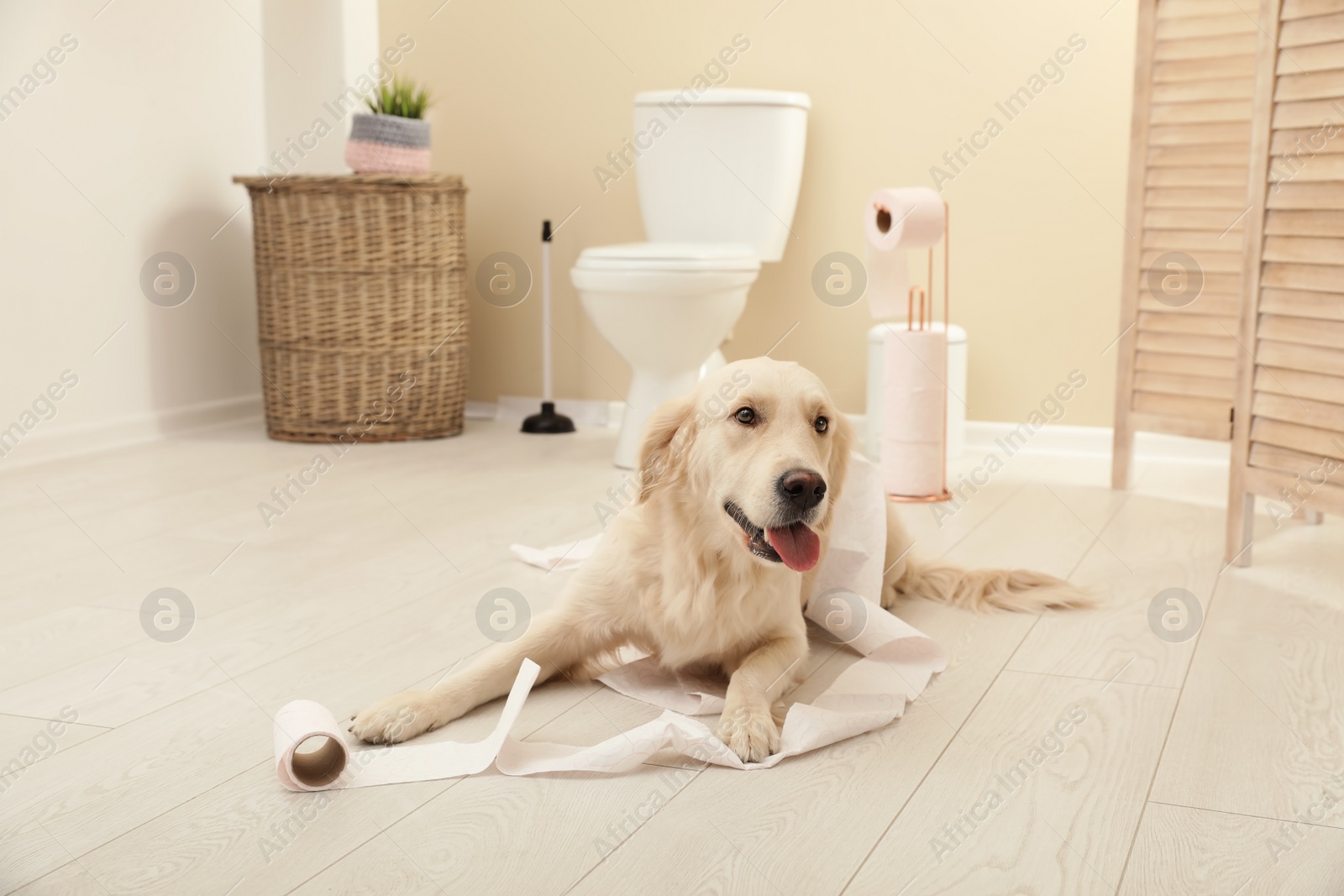 Photo of Cute dog playing with toilet paper in bathroom at home