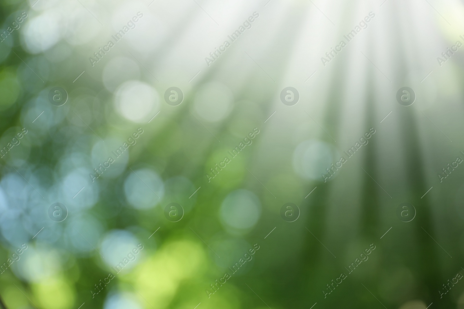 Photo of Blurred view of abstract green background. Bokeh effect