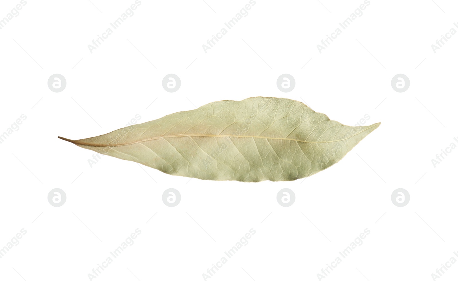 Photo of One aromatic bay leaf isolated on white