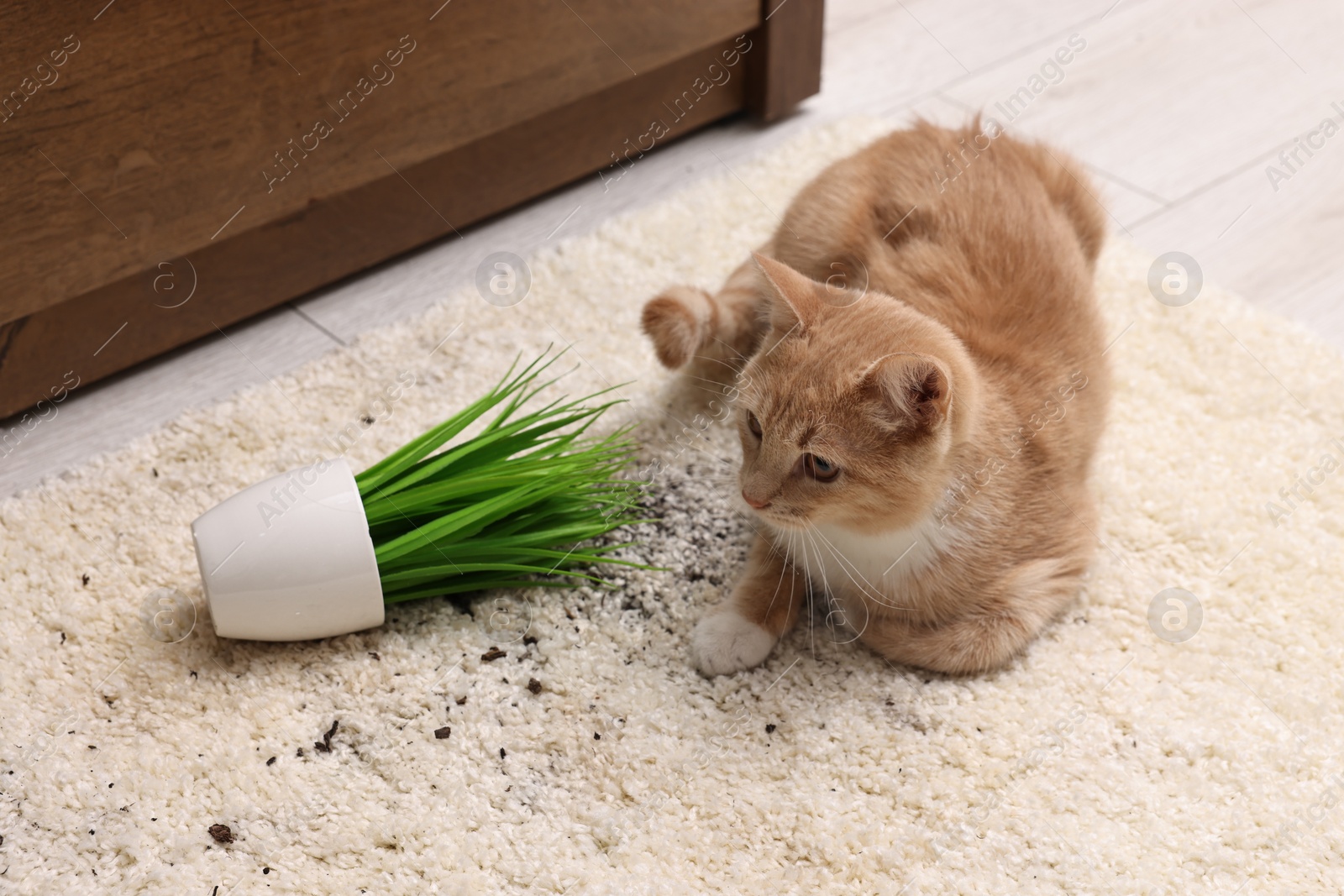 Photo of Cute ginger cat near overturned houseplant on carpet at home