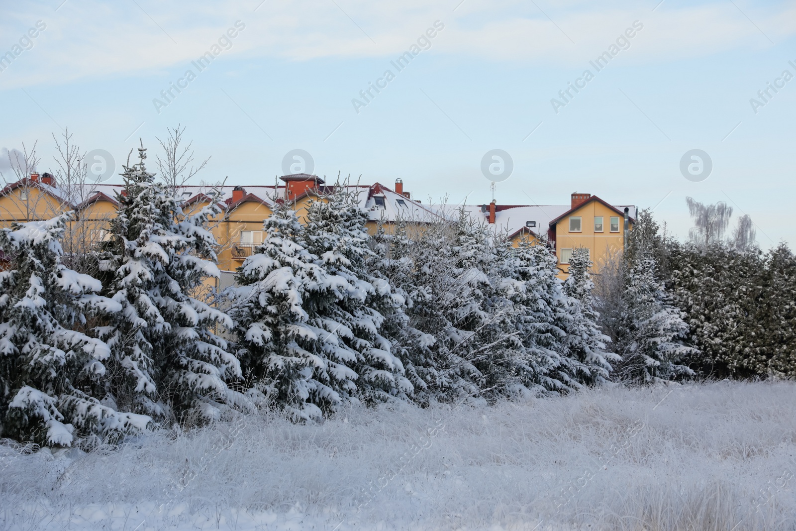 Photo of Winter landscape with beautiful houses, trees and bushes in morning