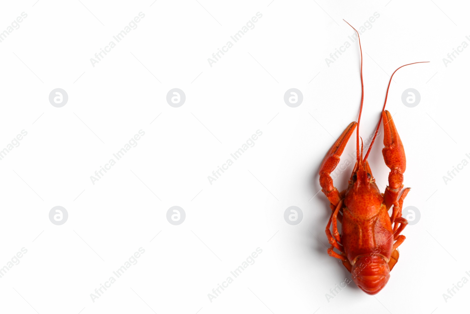 Photo of Delicious boiled crayfish isolated on white, top view