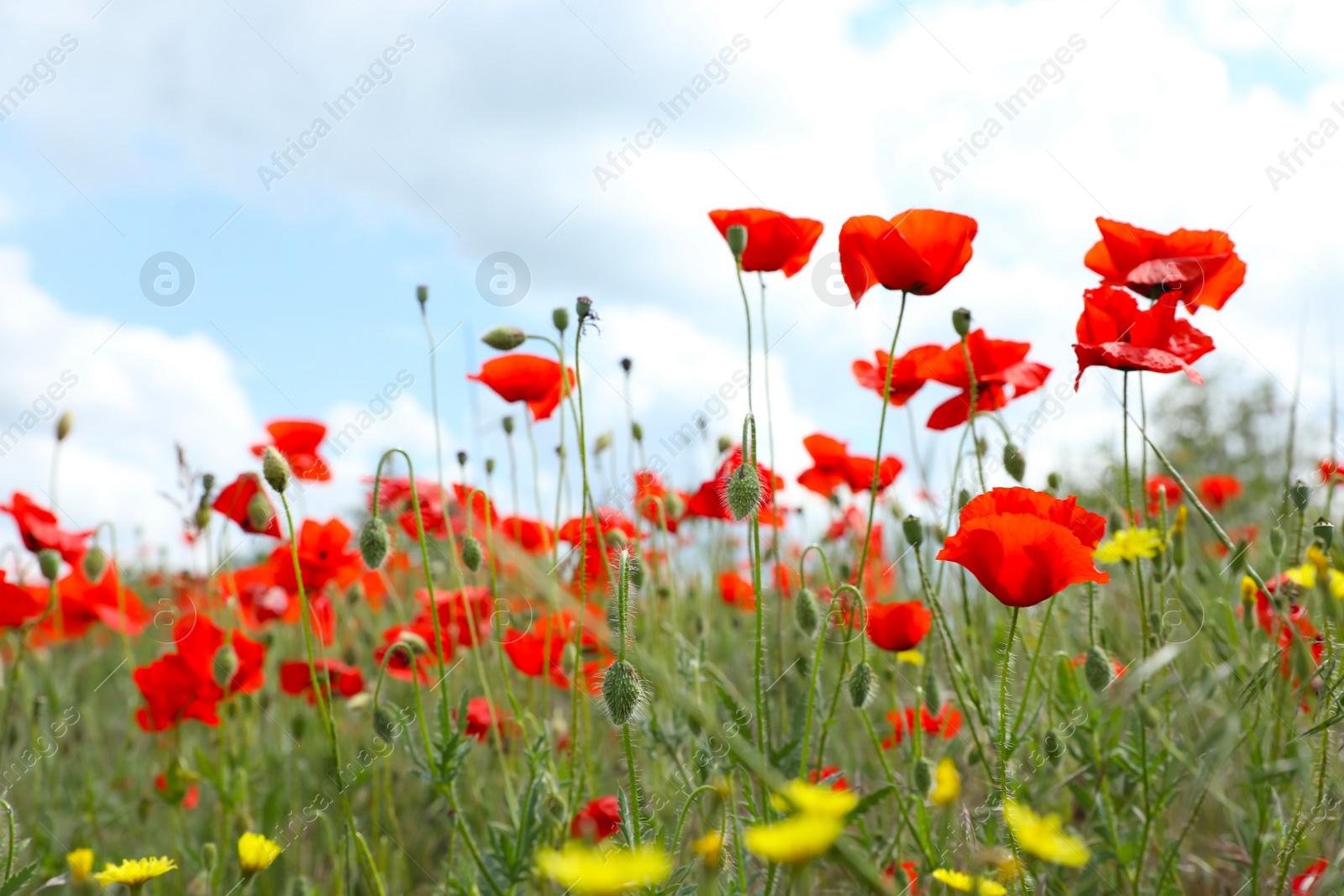 Photo of Beautiful red poppy flowers growing in field