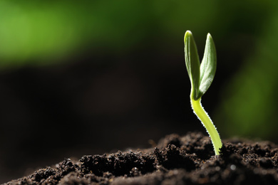 Little green seedling growing in soil, closeup. Space for text