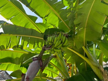 Photo of Green bananas growing on tropical tree outdoors on sunny day, low angle view
