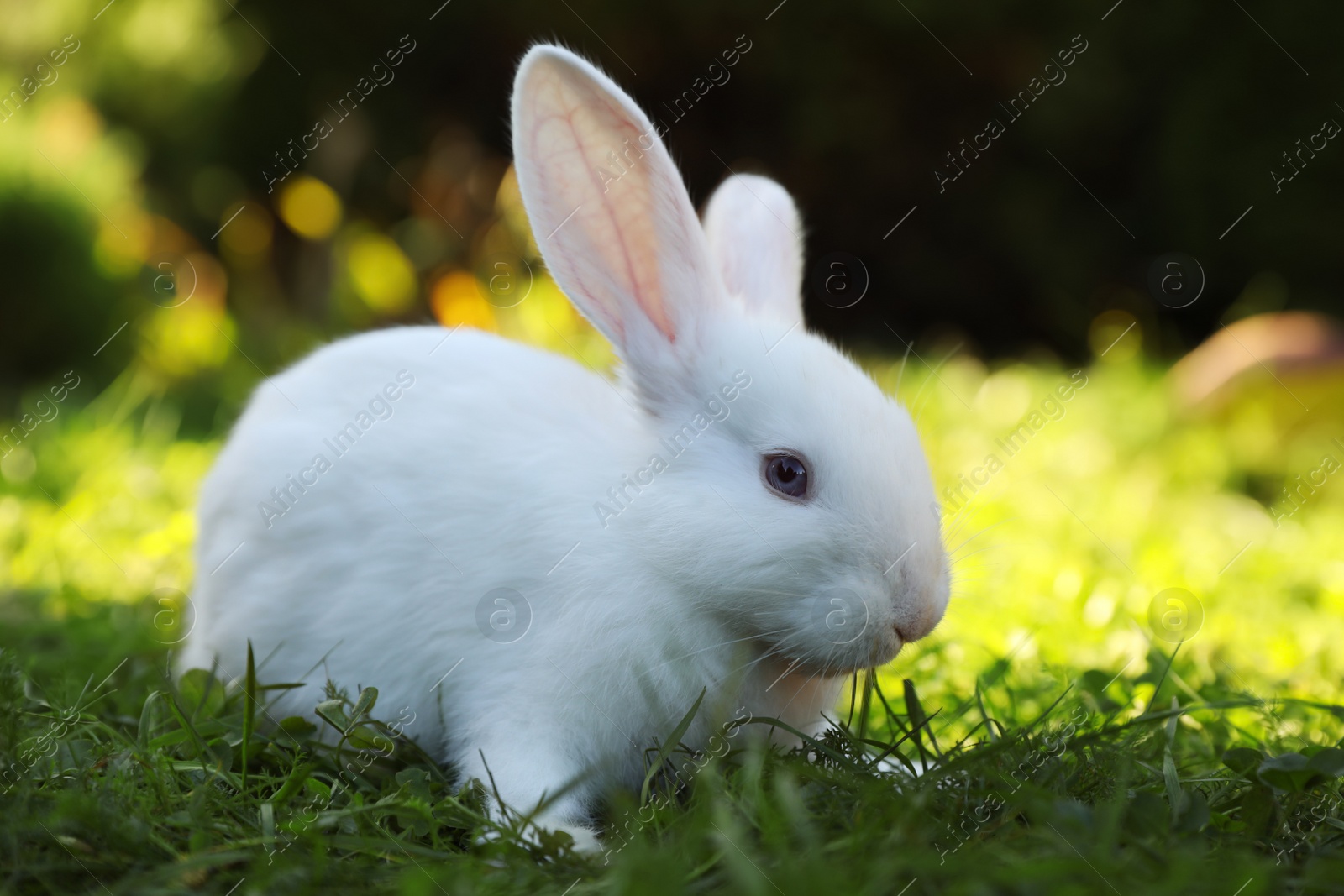 Photo of Cute white rabbit on green grass outdoors